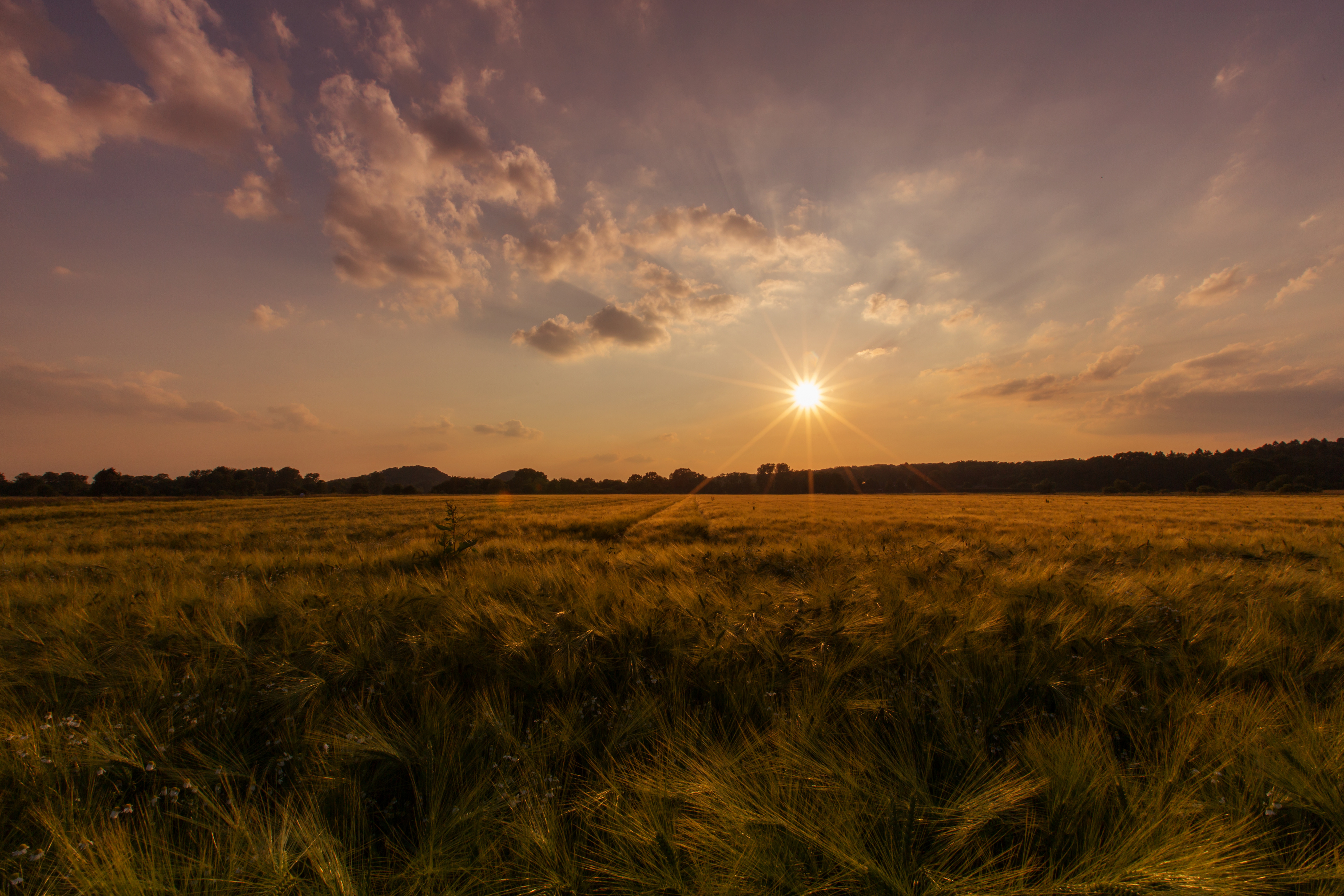 Kornfeld Abendlicht